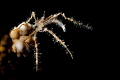   Spider crab light snoot  